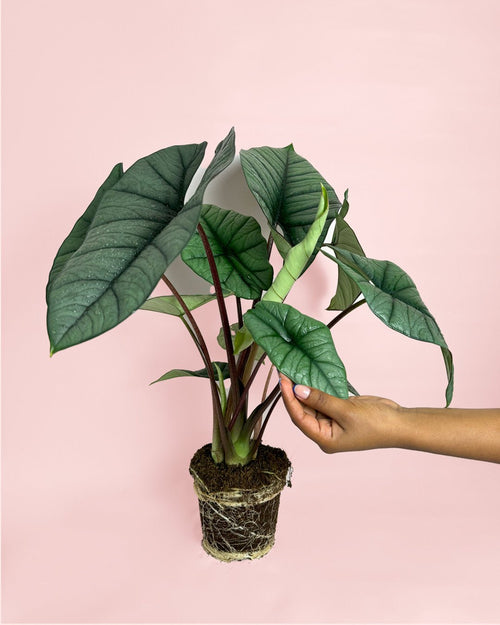Alocasia Platinum M - Pur Plant