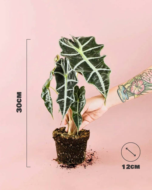 Alocasia Polly M - Pur Plant