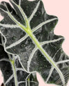Alocasia Polly M - Pur Plant