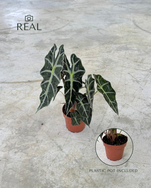 Alocasia Polly M - Pur Plant