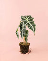 Alocasia Polly M - Pur Plant
