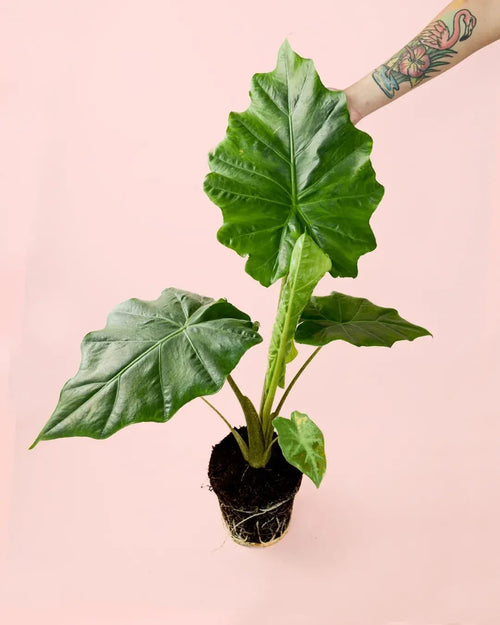 Alocasia Portodora L - Pur Plant