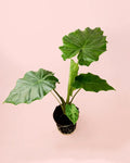 Alocasia Portodora L