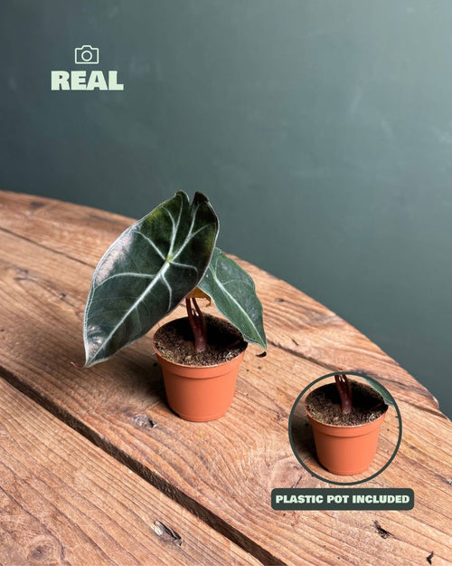 Alocasia Red Petiole Mini - Pur Plant