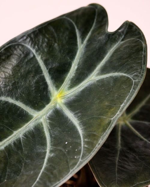 Alocasia Red Petiole Mini - Pur Plant