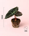 Alocasia Red Petiole Mini - Pur Plant