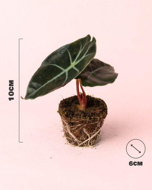 Alocasia Red Petiole Mini - Pur Plant
