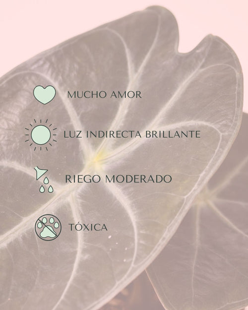 Alocasia Red Petiole Mini - Pur Plant