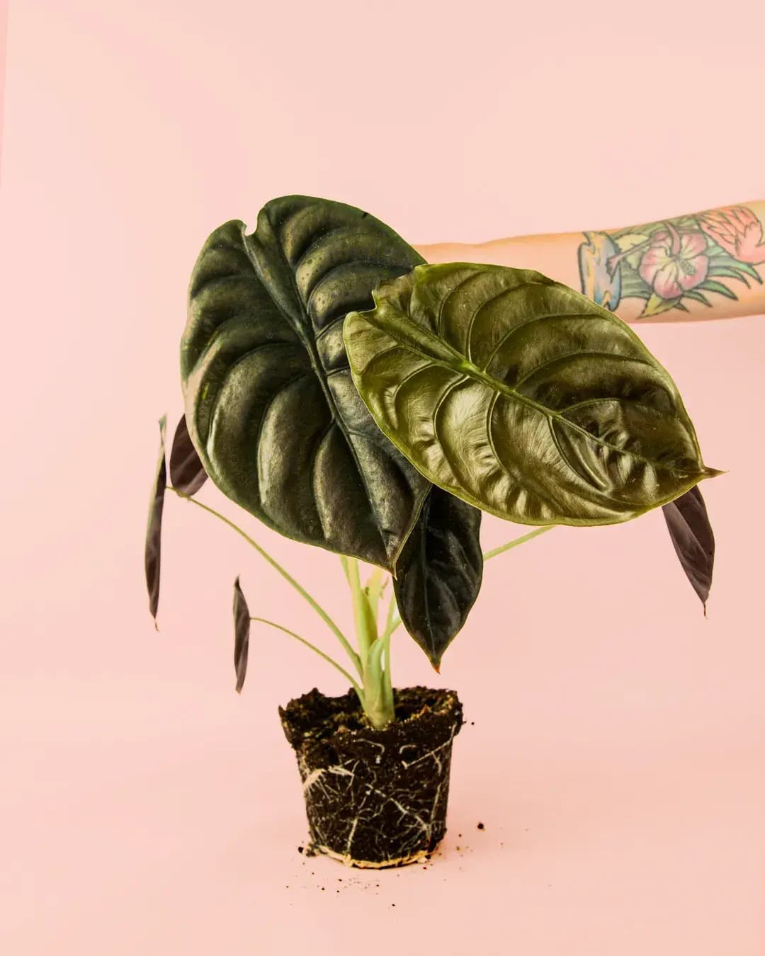 Alocasia Red Secret - Plantas Naturales Interior – Pur Plant