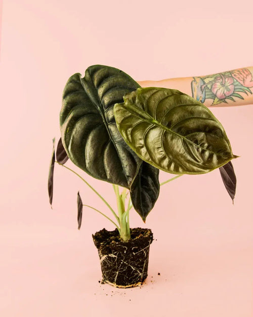 Alocasia Red Secret M - Pur Plant