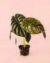 Alocasia Red Secret M - Pur Plant