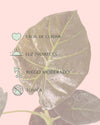 Alocasia Regal Shields M - Pur Plant