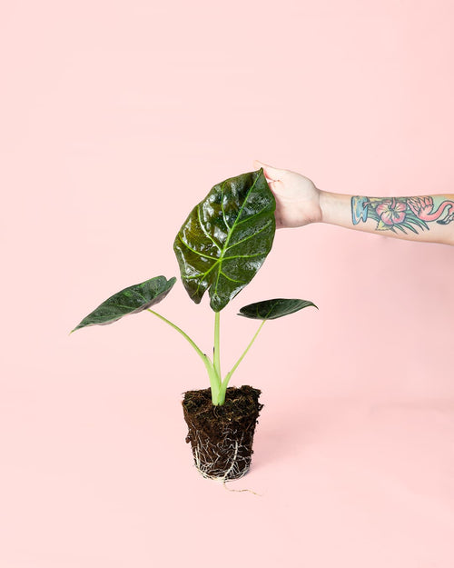 Alocasia Regal Shields M - Pur Plant