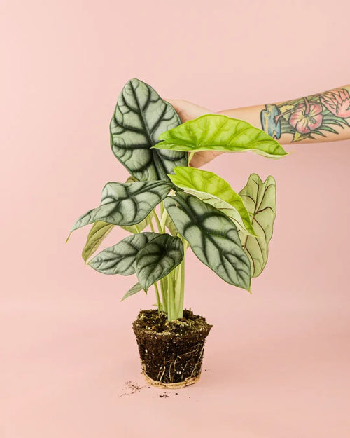Alocasia Silver Dragon M - Pur Plant