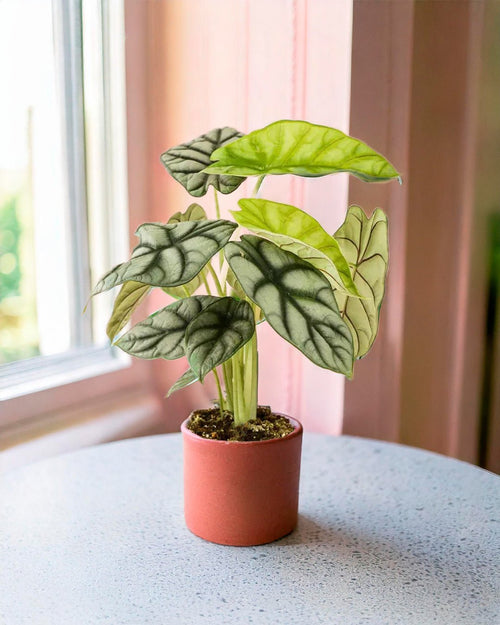 Alocasia Silver Dragon M - Pur Plant