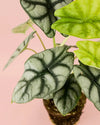 Alocasia Silver Dragon M - Pur Plant