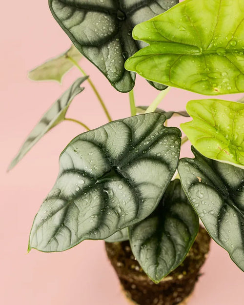 Alocasia Silver Dragon M - Pur Plant