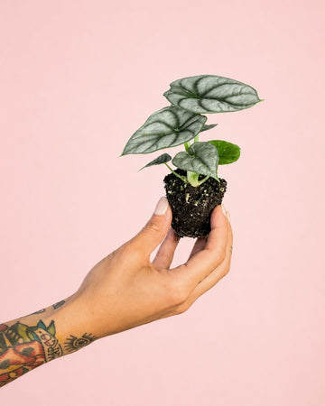 Alocasia Silver Dragon Mini