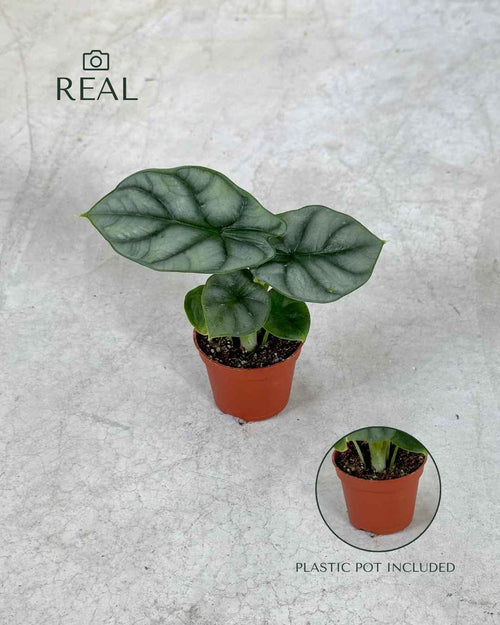 Alocasia Silver Dragon Mini - Pur Plant