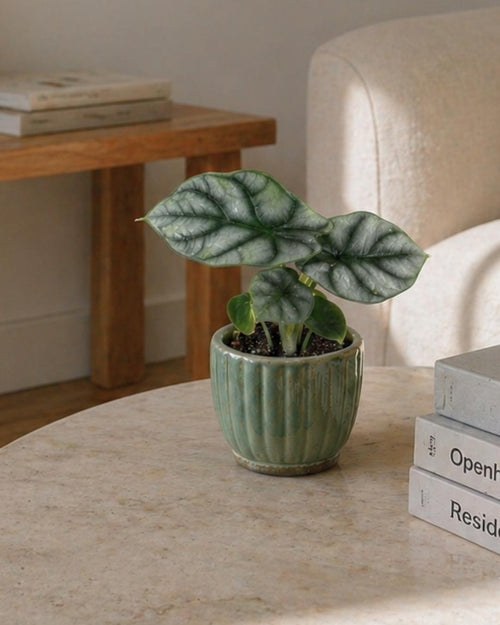 Alocasia Silver Dragon Mini - Pur Plant