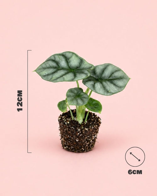 Alocasia Silver Dragon Mini - Pur Plant