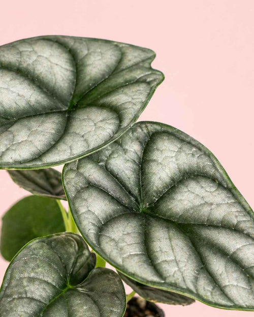 Alocasia Silver Dragon Mini - Pur Plant