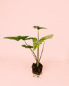 Alocasia Simpo M - Pur Plant