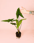 Alocasia Simpo M