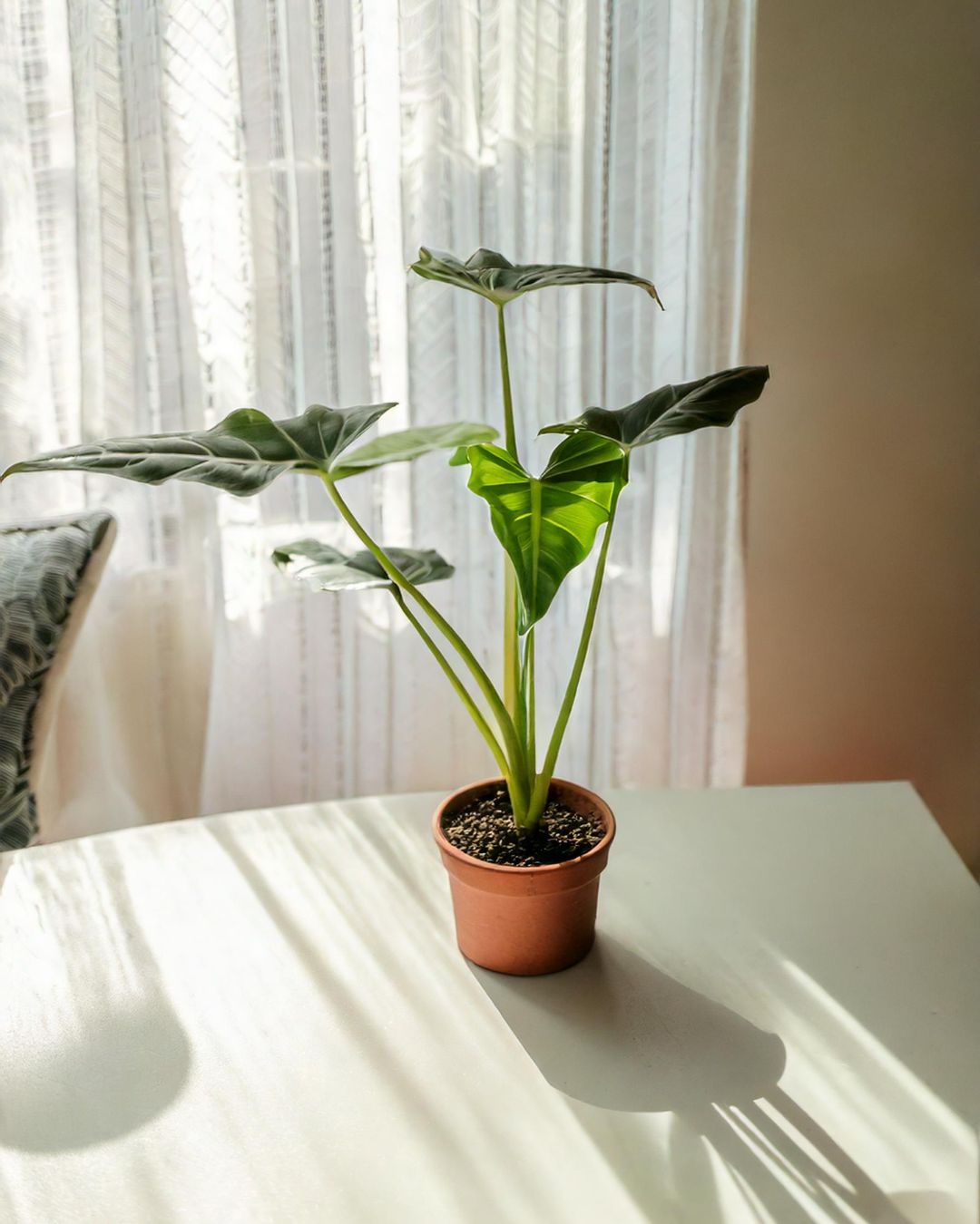 Alocasia Simpo M - Pur Plant