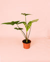 Alocasia Simpo M - Pur Plant