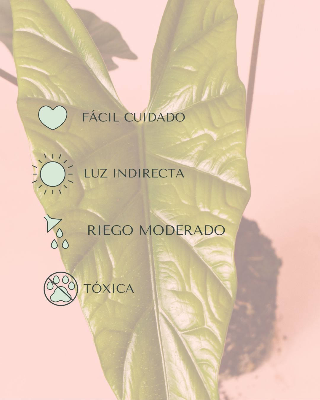 Alocasia Simpo M - Pur Plant
