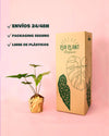 Alocasia Simpo M - Pur Plant