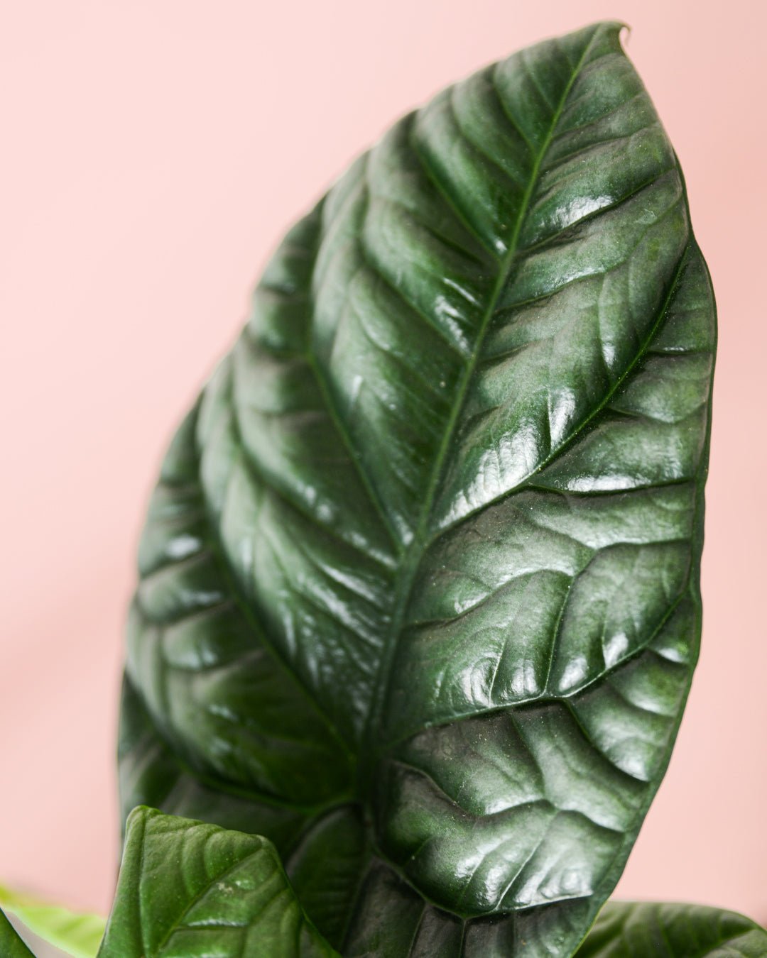 Alocasia Sinuata M - Pur Plant