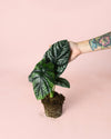 Alocasia Sinuata M - Pur Plant