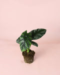 Alocasia Sinuata M