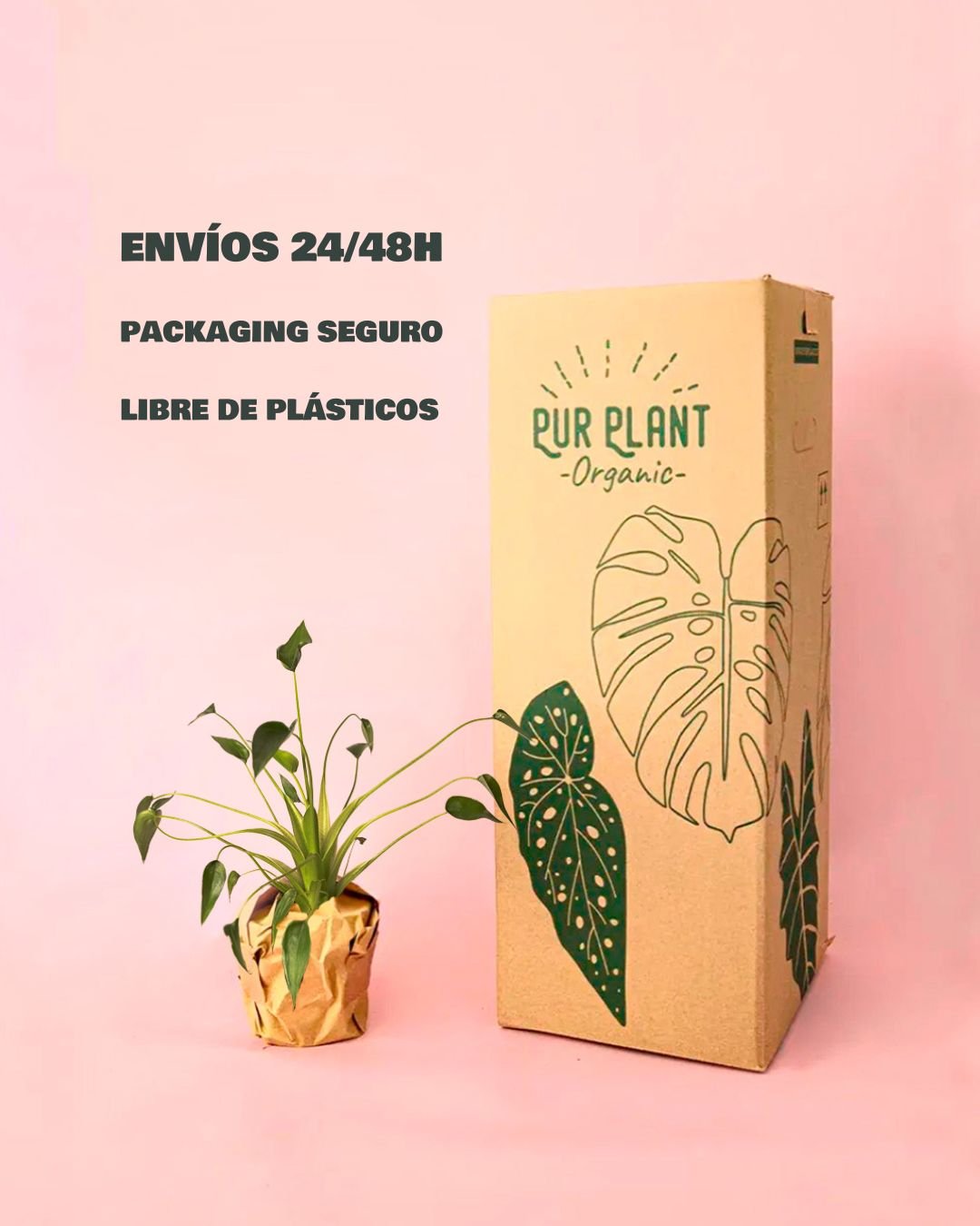 Alocasia Tiny Dancer M - Pur Plant