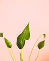 Alocasia Tiny Dancer M - Pur Plant