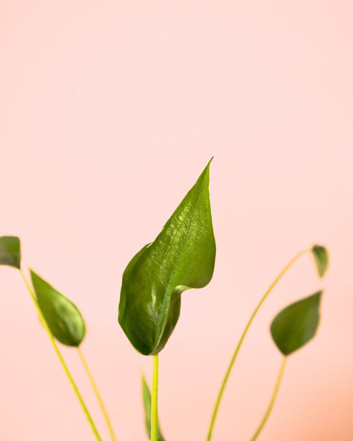 Alocasia Tiny Dancer M - Pur Plant
