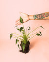 Alocasia Tiny Dancer M - Pur Plant