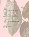 Alocasia Wentii M - Pur Plant
