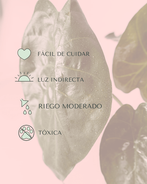 Alocasia Wentii M - Pur Plant