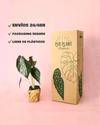 Alocasia Wentii M - Pur Plant