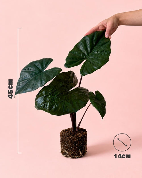 Alocasia Yucatan Princess M - Pur Plant