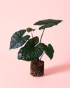 Alocasia Yucatan Princess M - Pur Plant