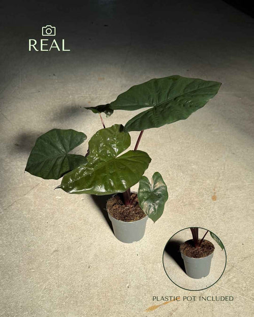 Alocasia Yucatan Princess M - Pur Plant