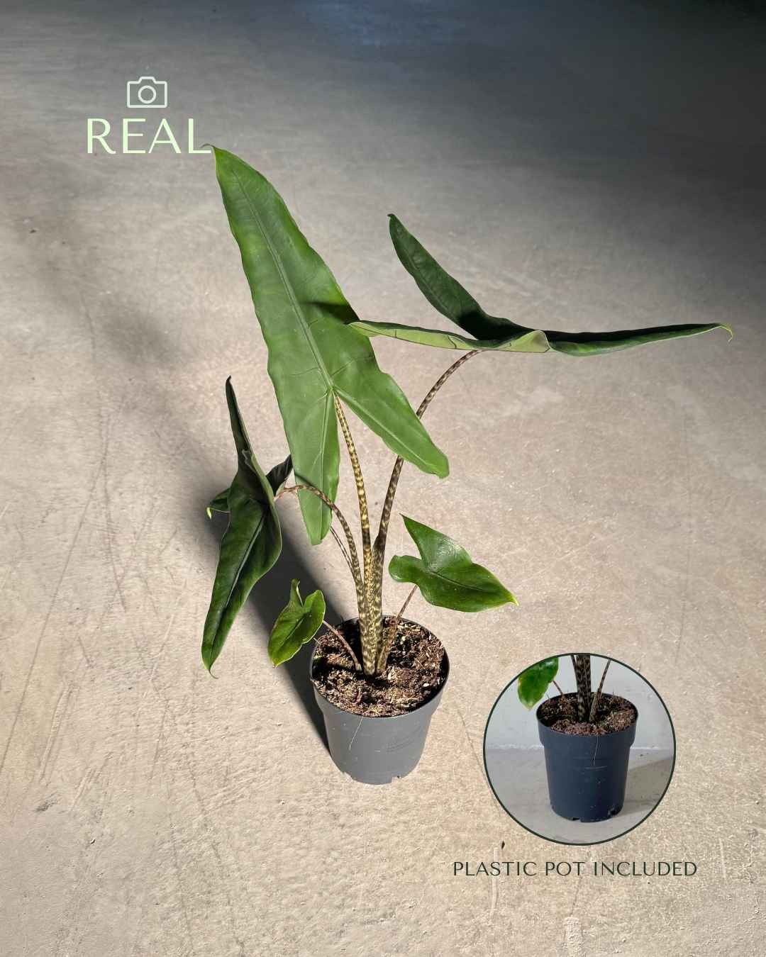 Alocasia Zebrina M - Real - Pur Plant
