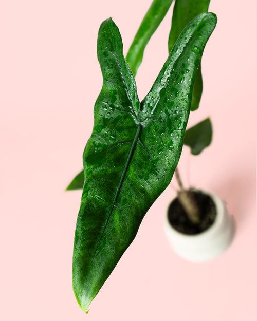 Alocasia Zebrina Mini - Pur Plant