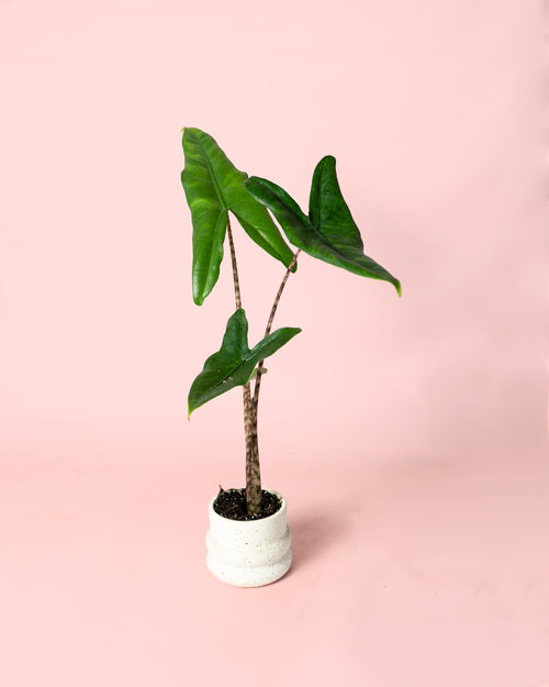 Alocasia Zebrina Mini - Pur Plant