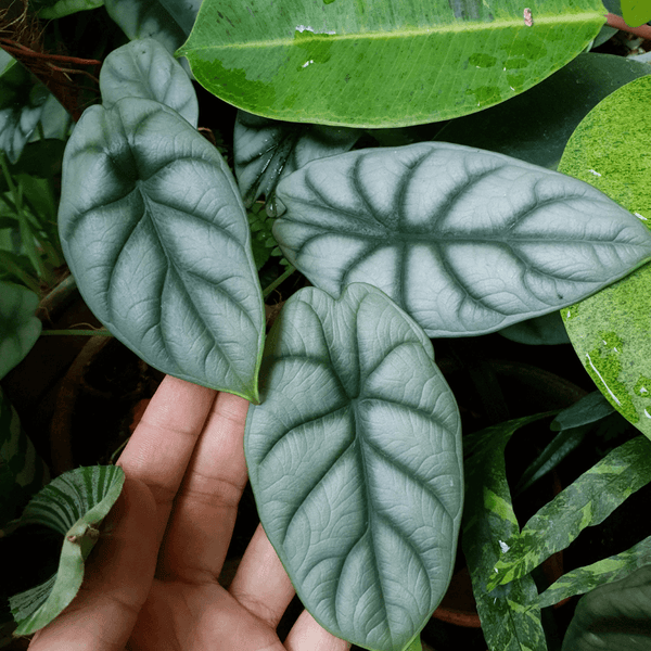 Cómo Cuidar Alocasia