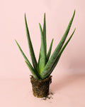 Aloe Vera M